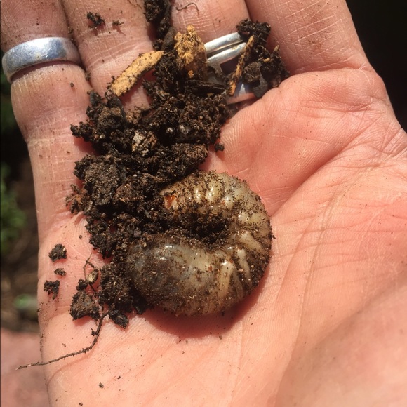 Hi - Picture 9 of 13